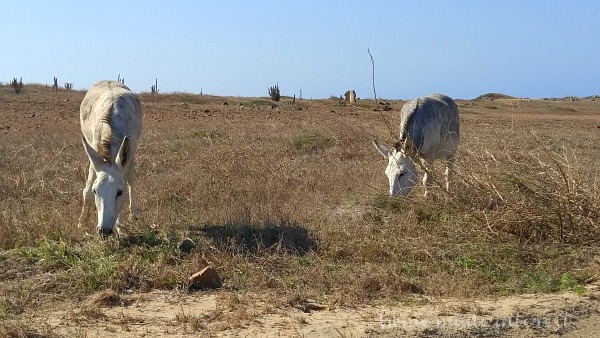 Wild Donkeys Aruba