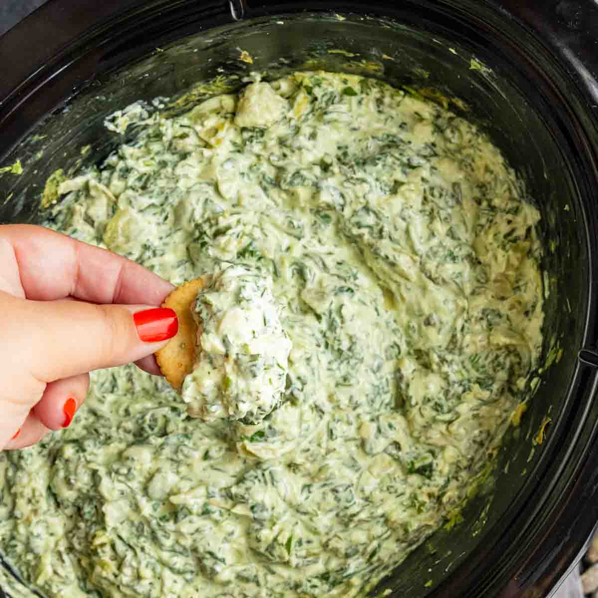 A hand holding a cracker dipped into creamy spinach artichoke dip with fresh spinach inside a black slow cooker—this no mayonnaise recipe is both delicious and easy to make.